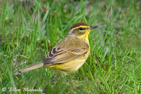 Palm Warbler