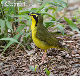 Kentucky Warbler