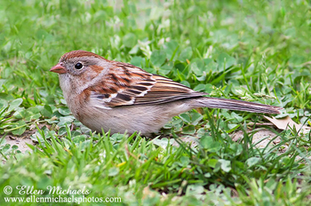 Field Sparrow