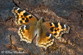 Compton Tortoiseshell - Nymphalis vaualbum