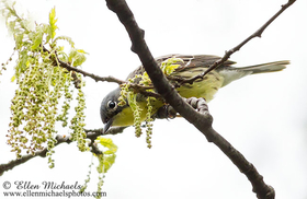 Kirtland's Warbler