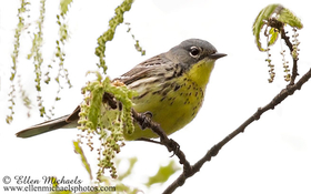 Kirtland's Warbler