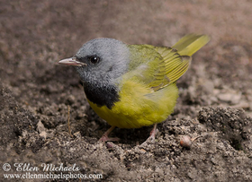 Mourning Warbler