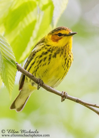 Cape May Warbler