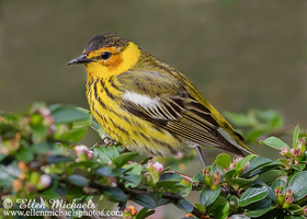 Cape May Warbler
