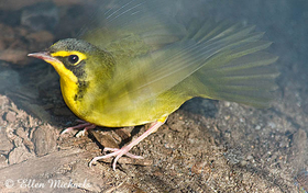 Kentucky Warbler