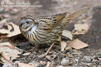 Lincoln's Sparrow