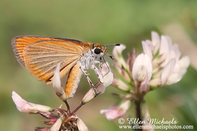 Least Skipper - Ancyloxypha numitor