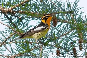 Blackburnian Warbler