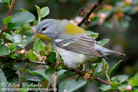 Northern Parula