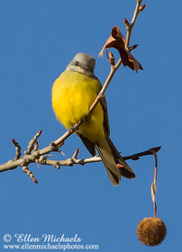 Couch's Kingbird