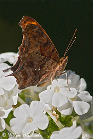 Question Mark Butterfly - Polygonia interrogationis