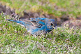 Indigo Bunting
