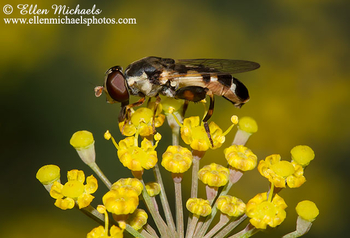Thick-legged Hoverfly - Syritta pipiens