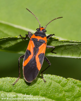 False Milkweed Bug - Lygaeus turcicus