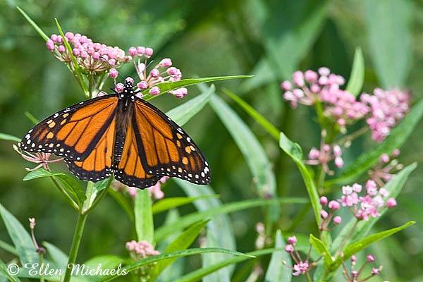 Monarch Butterfly