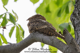 Chuck-will's-widow