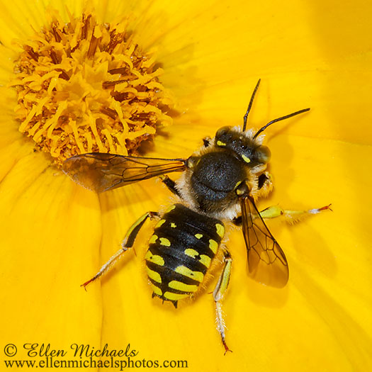 European Wool-carder Bee - Anthidium manicatum