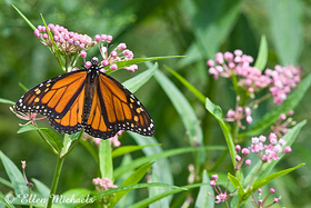 Monarch Butterfly
