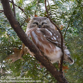 Northern Saw-whet Owl