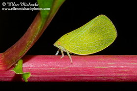 [color=#ccccff]Central Park Insects