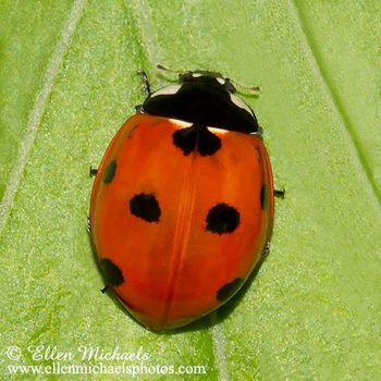 Seven-spotted Ladybug - Coccinella septempunctata