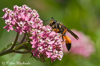 Great Golden Digger Wasp - Sphex ichneumoneus