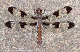 Common Whitetail Skimmer - Plathemis lydia