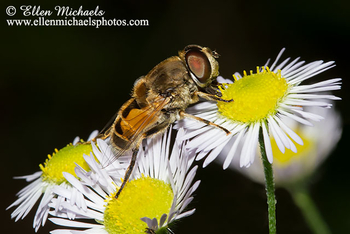 European Drone Fly - Eristalis arbustorum