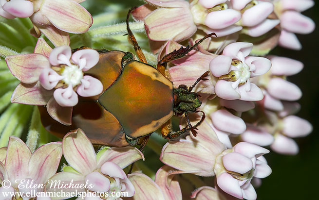 Green June Beetle - Cotinis nitida