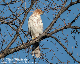 Cooper's Hawk (juvenile)