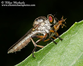 Robber Fly - Ommatius
