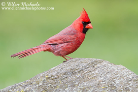 Northern Cardinal