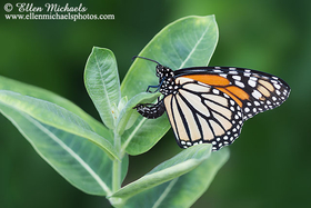 Monarch Laying an Egg (ovipositing)