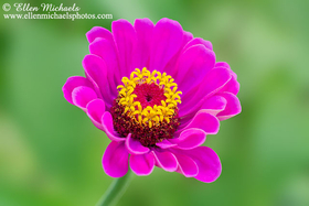 Common Zinnia - Zinnia elegans