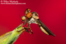 Robber Fly (with prey) - Holcocephala