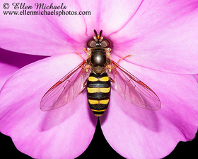 Syrphid Fly - Eupeodes