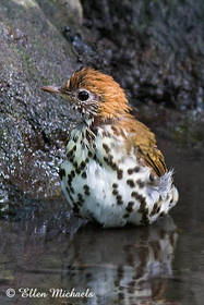 Wood Thrush