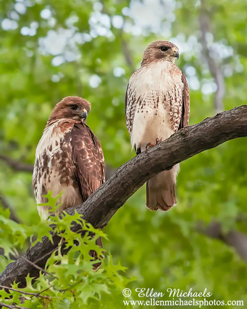 Red-tailed Hawk