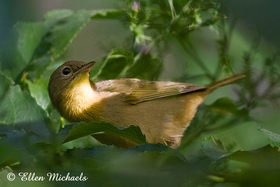 Common Yellowthroat