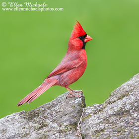 Northern Cardinal