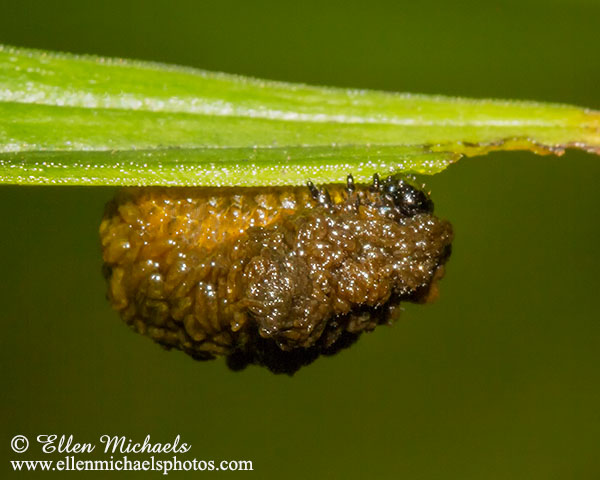 Lily Leaf Beetle - Lilioceris lilii
