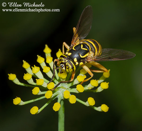 Syrphid Fly - Spilomyia longicornis