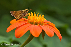 Sachem Skipper - Atalopedes huron