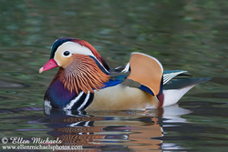 Mandarin Duck