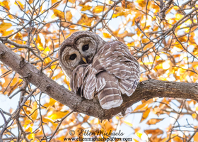 Barred Owl