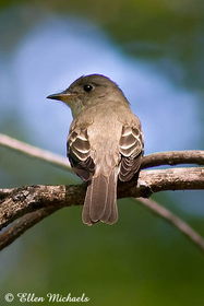 Eastern Wood-Pewee
