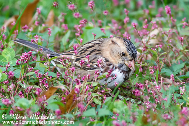 Harris's Sparrow