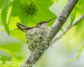Ruby-throated Hummingbird Nest