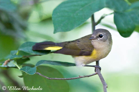 American Redstart